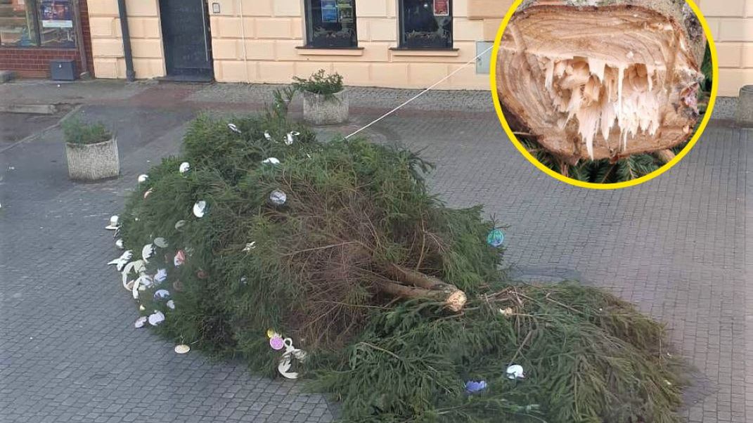Burmistrz Leska uważa, że ktoś celowo ściął choinkę na miejskim rynku 