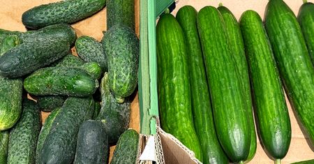Czym różni się ogórek szklarniowy od gruntowego? Więcej niż tylko skórką