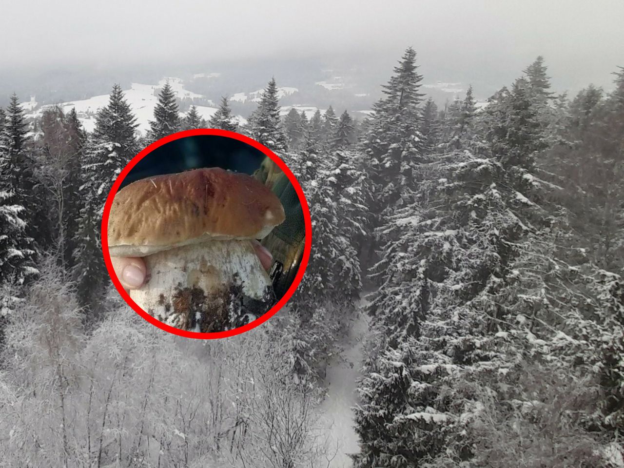 Leśnicy z Podkarpacia znaleźli piękny okaz prawdziwka w grudniu