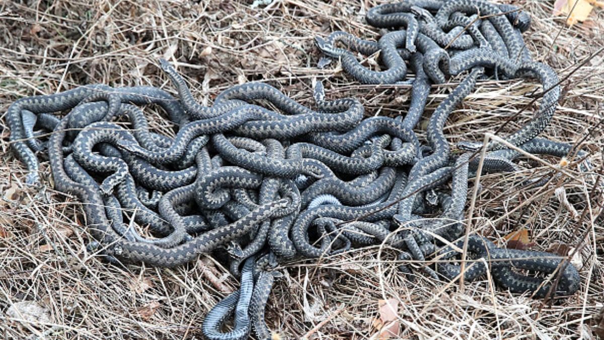 Eksperci ostrzegają przed plagą węży w Australii