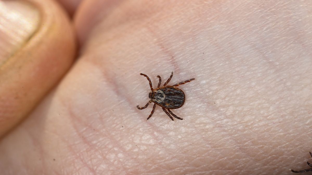 Kleszcze nie lubią zapachu geranium