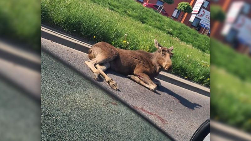 Potrącony łoś na ul. Węglarza w Lublinie