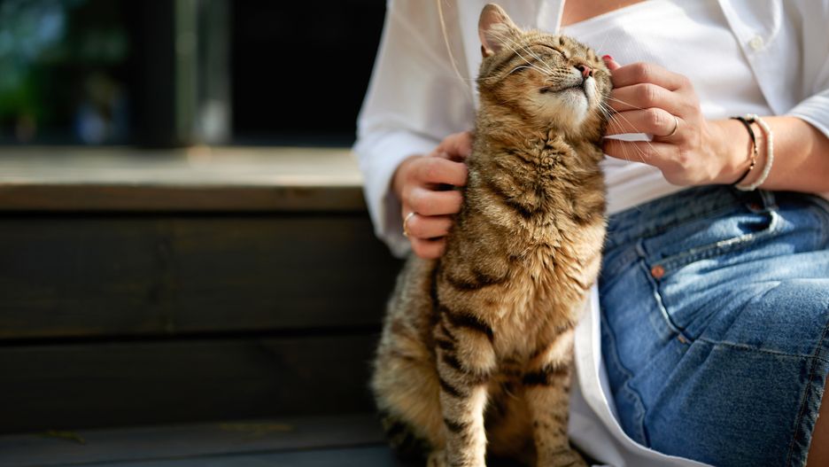 cute striped domestic cat basks in the sun sitting on a ladder step, light-skinned woman's hands pet a brown-striped house cat who smiles like the Cheshire Cat
cute striped domestic cat basks in the sun sitting on a ladder step, light-skinned woman's hands pet a brown-striped house cat who smiles like the Cheshire Cat
ALEKSANDR KHMELIOV
cat, person, female, woman, girl, beautiful, human, lady, pet, smiling, happy, portrait, young, animal, attractive, nature, outdoor, teenage, pretty, stroking, fun, white, cute, affectionate, floor, friend, friendly, one person, outside, perfection, relaxing, sit, touching, care, space, sun, adult, bright, human hand, lifestyle, fresh, positive emotion, adolescence, affection, feeling, friendship, front, caucasian, outdoor, cat, person, female, woman, girl, beautiful, human, lady, pet, smiling, happy, portrait, young, animal, attractive, nature, outdoor, teenage, pretty, stroking, fun, white, cute, affectionate, floor, friend, friendly, one person, outside, perfection, relaxing, sit, touching, care, space, sun, adult, bright, human hand, lifestyle, fresh, positive emotion, adolescence, affection, feeling, friendship, front, caucasian