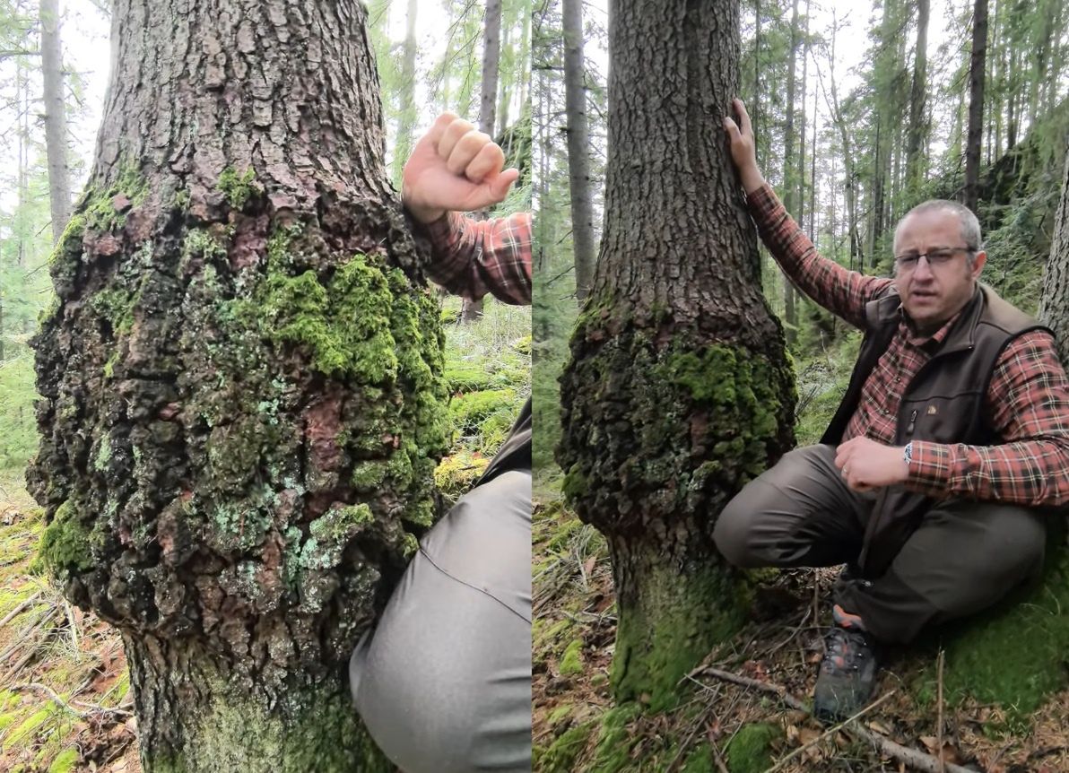 Ludzie widzą i nie wiedzą. Każdy spotkał taką narośl na drzewie. Leśnik tłumaczy
