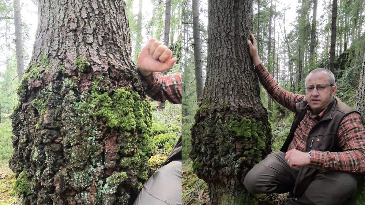 Leśnik pokazał, jak wygląda powazna choroba jodeł