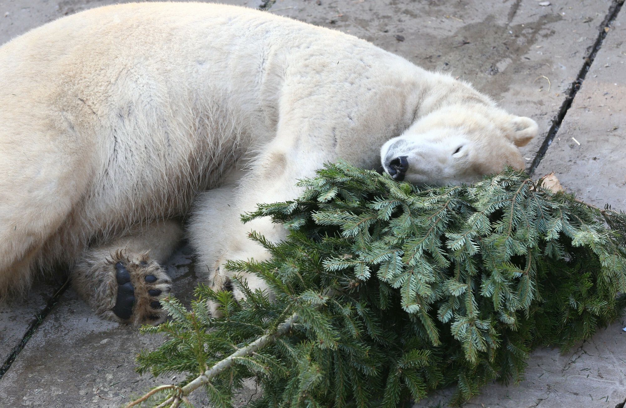 Choinkami chętnie pobawią się m.in. niedźwiedzie polarne. Na zdjęciu miś z warszawskiego zoo