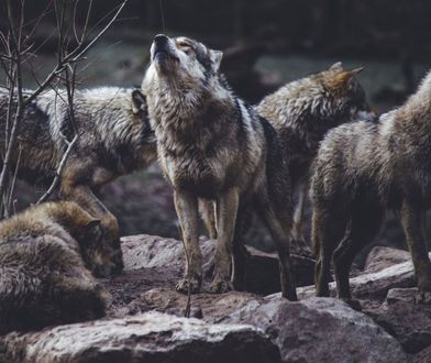 Myślałem, że tropię wilka, ale to on tropił mnie