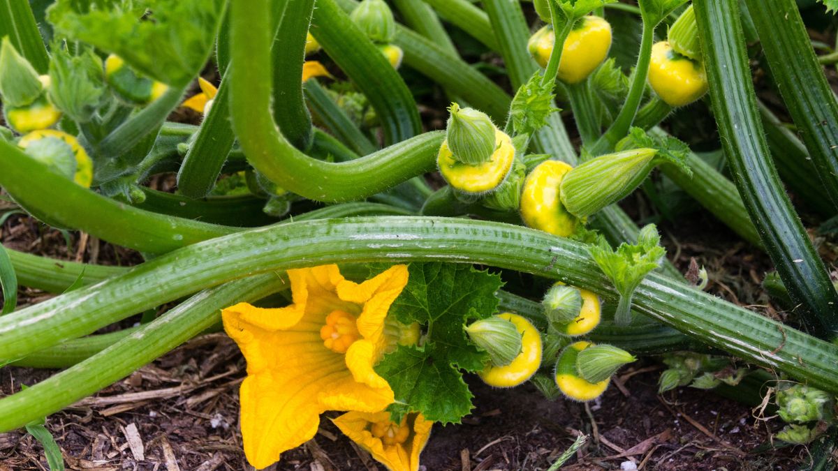 Patison, zwany dynią talerzową lub dyskokształtną, to warzywo z rodziny dyniowatych