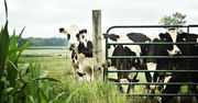 Hodowla krów a ekologia. W Danii dofinansują paszę