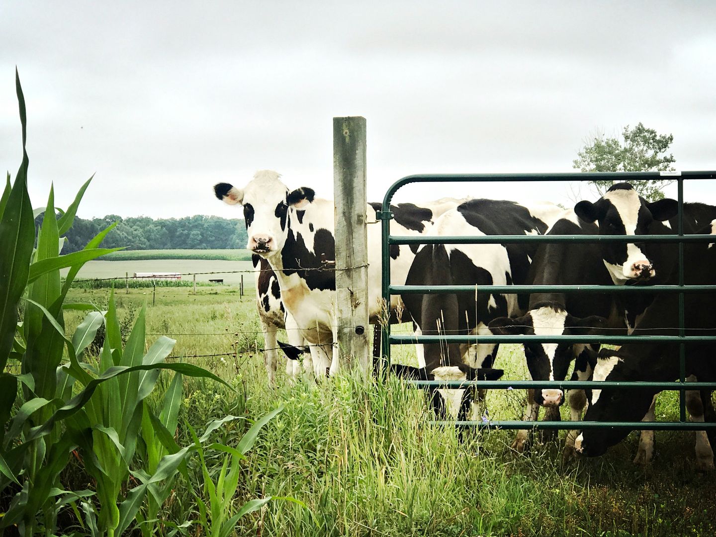 Hodowla krów a ekologia. W Danii dofinansują paszę