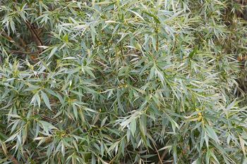 Kto posadzi w ogrodzie, ten prosi się o kłopoty. Wielu pożałowało