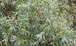 Kto posadzi w ogrodzie, ten prosi się o kłopoty. Wielu pożałowało