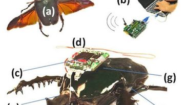 Szpieg-insekt z napędem atomowym (wideo) 1