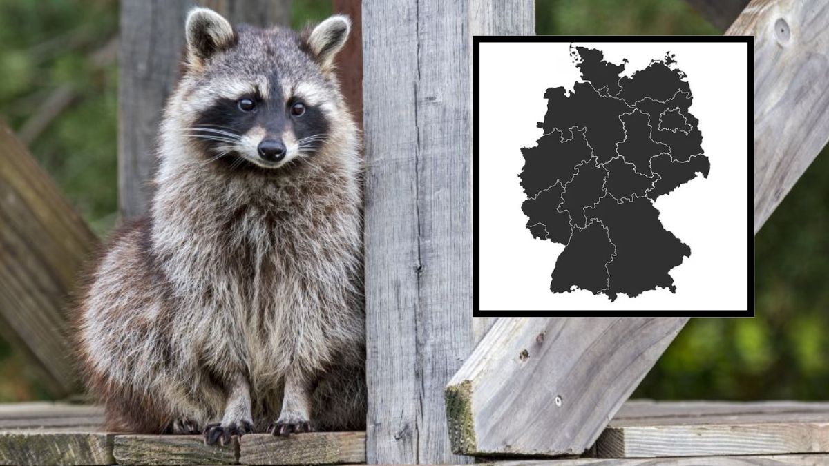 Szopy pracze w Niemczech. Myśliwi chcą opłat za odstrzał