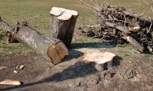 Tych drzew nie wytniesz teraz bez zezwolenia. Zmiana od marca