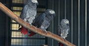 Papugi rzucały mięsem przy turystach. Teraz mają szansę się zrehabilitować
