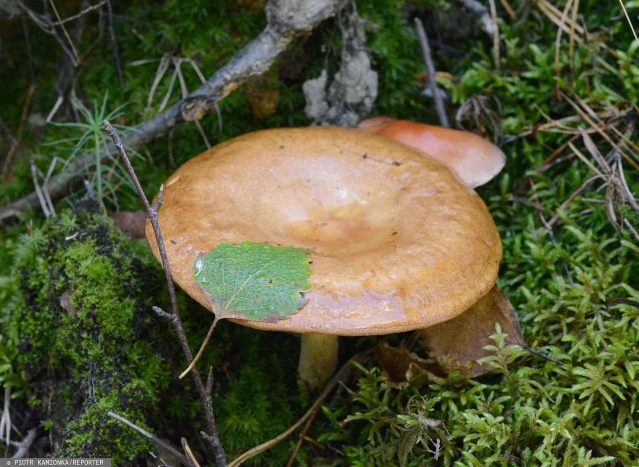 Olszówka (Paxillus involutus) 