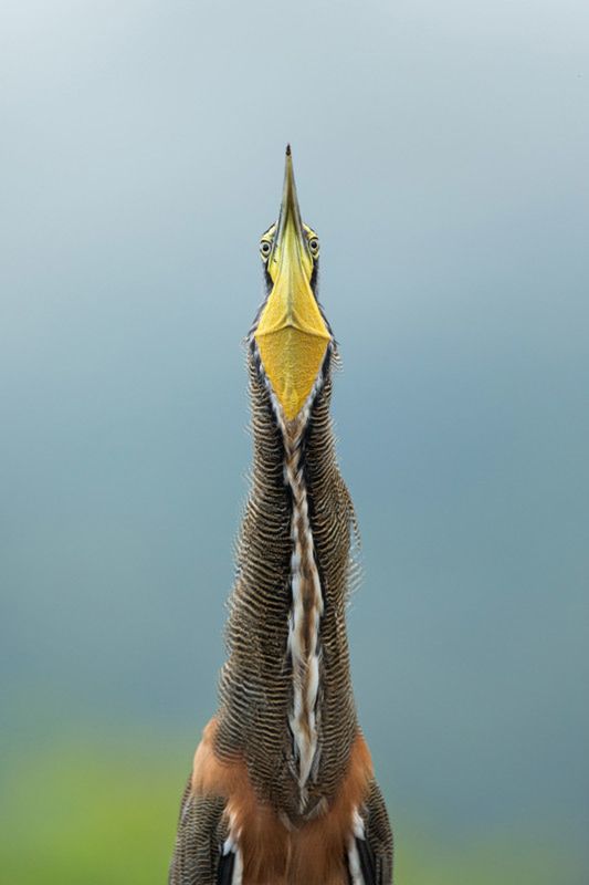 Audubon Photography Awards 2020, czyli genialne zdjęcia ptaków 3