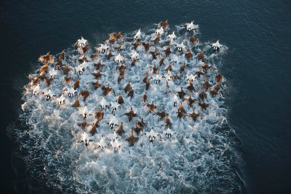 Poznaj zwycięskie zdjęcia wyłonione w konkursie Bird Photographer of The Year 2016 7