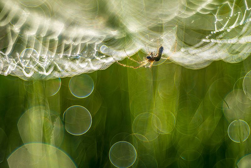 Znamy zwycięzców konkursu International Garden Photographer of the Year 2016 35