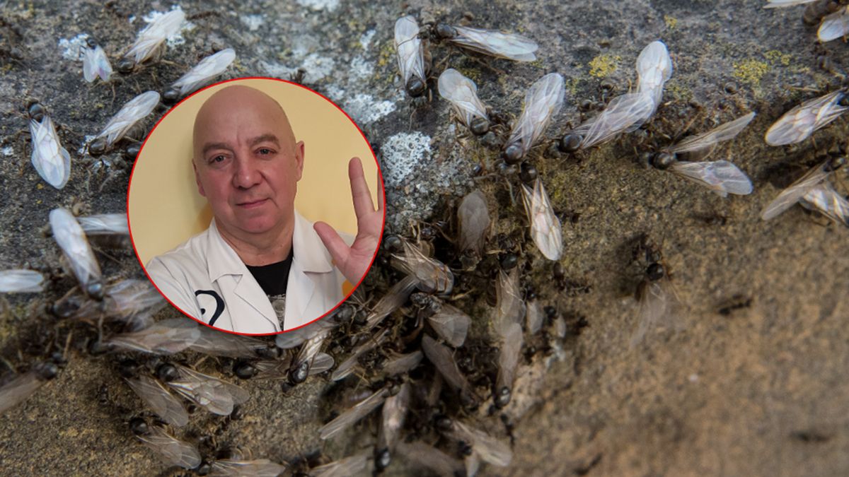 Piotr Sołkiewicz mówi o latających mrówkach.