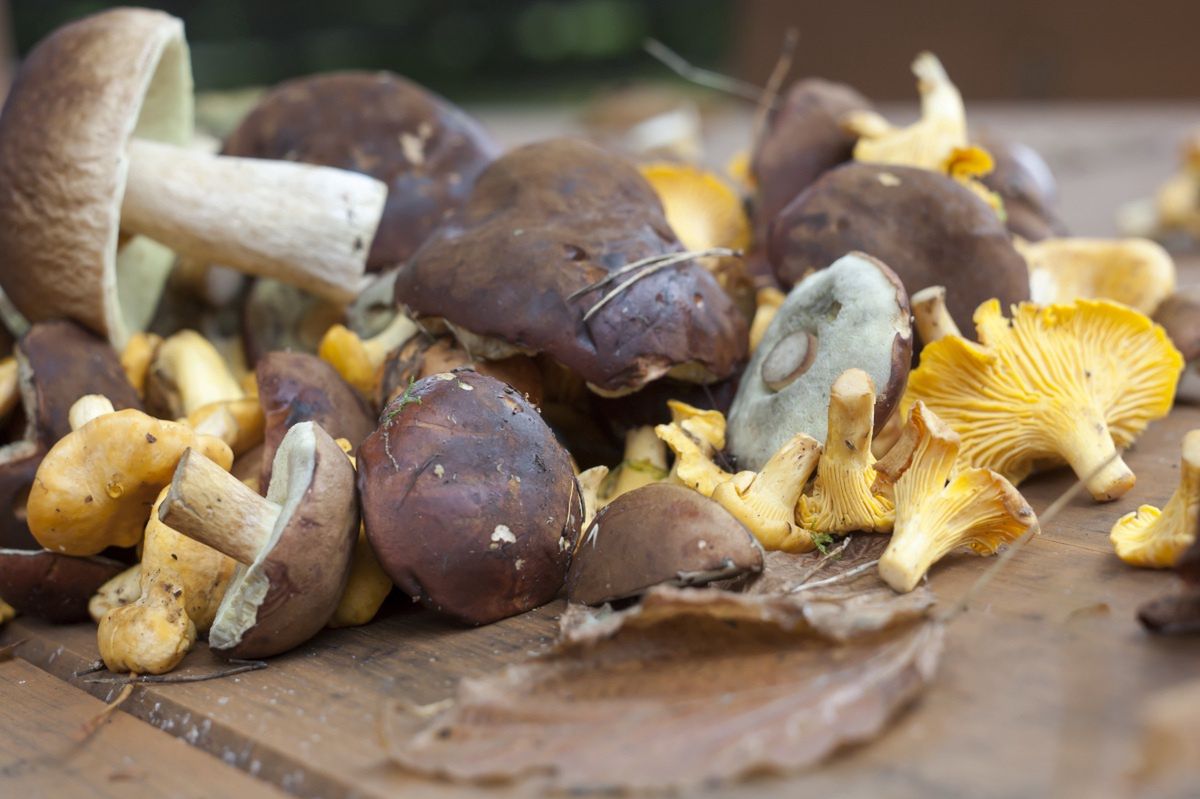 The edible exceptions: Discovering mushrooms safe for raw dishes