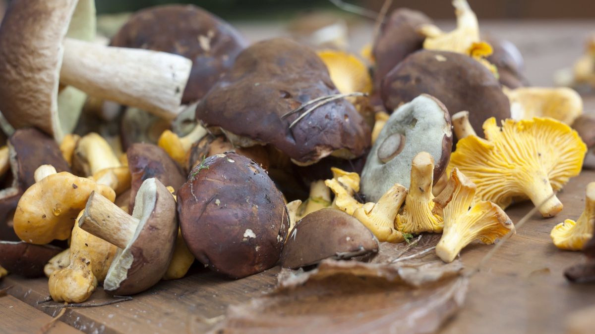Które grzyby można jeść na surowo?