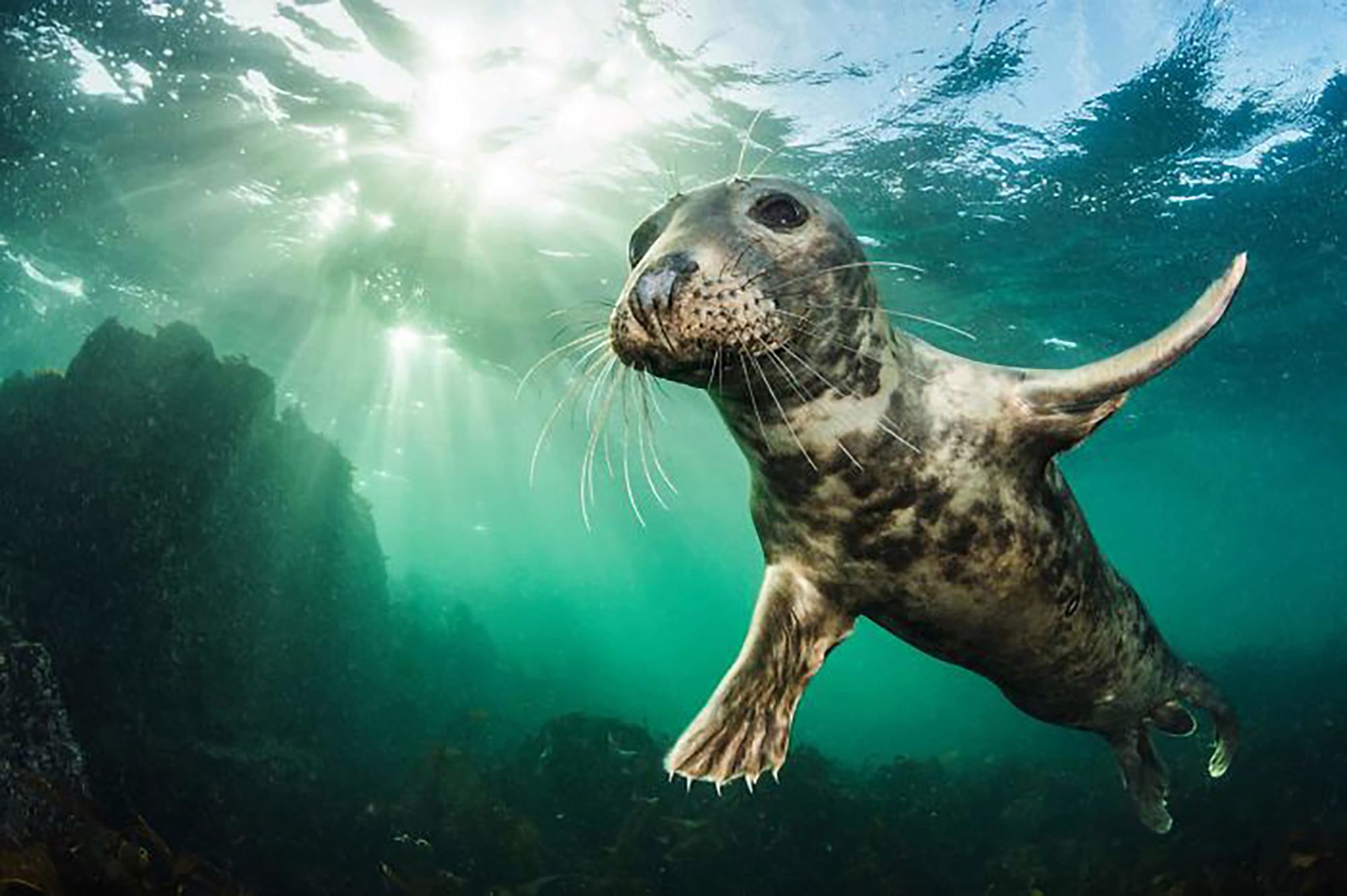 10 lat konkursu British Wildlife Photography Awads. Oto najlepsze zdjęcia 1