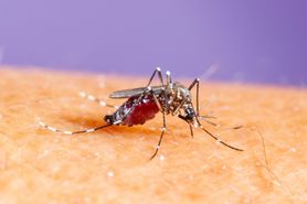 Gorączka chikungunya – przyczyny, objawy i leczenie