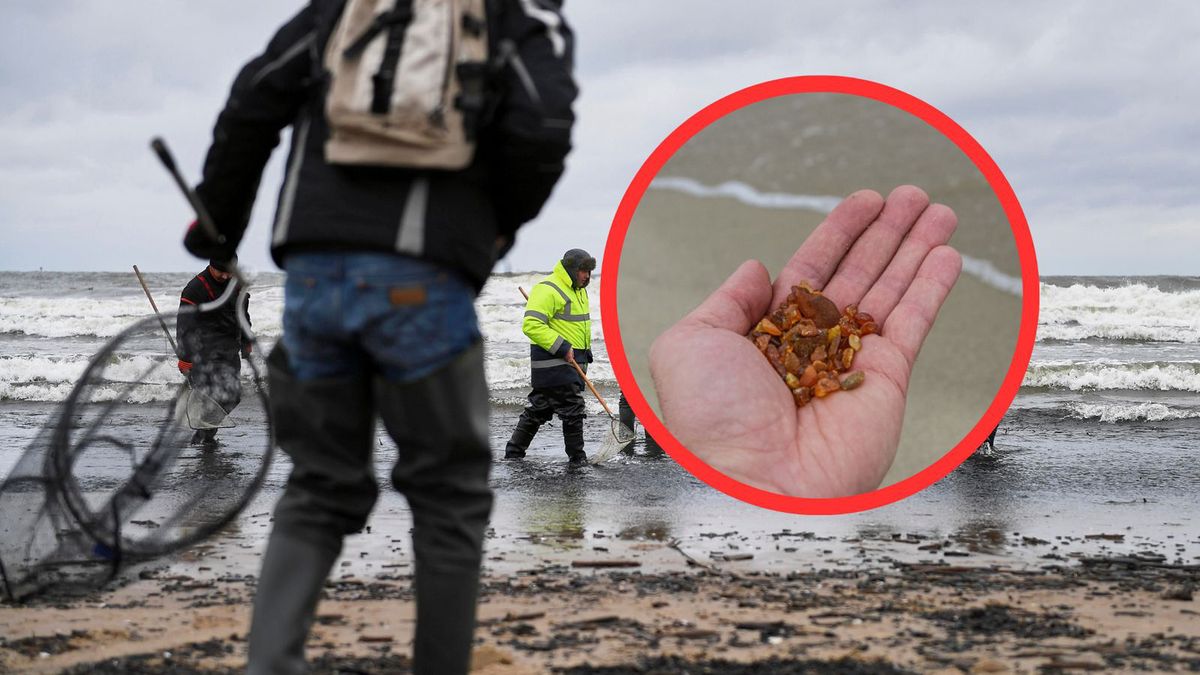 Szuka bursztynu nad morzem. Mówi, ile można za niego dostać