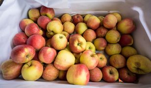 Jabłka. Unia Owocowa przewiduje wzrost produkcji owoców w Polsce