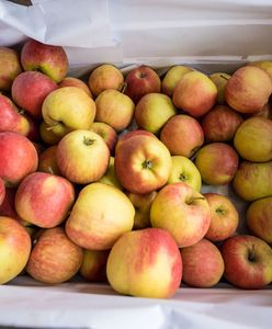 Jabłka. Unia Owocowa przewiduje wzrost produkcji owoców w Polsce