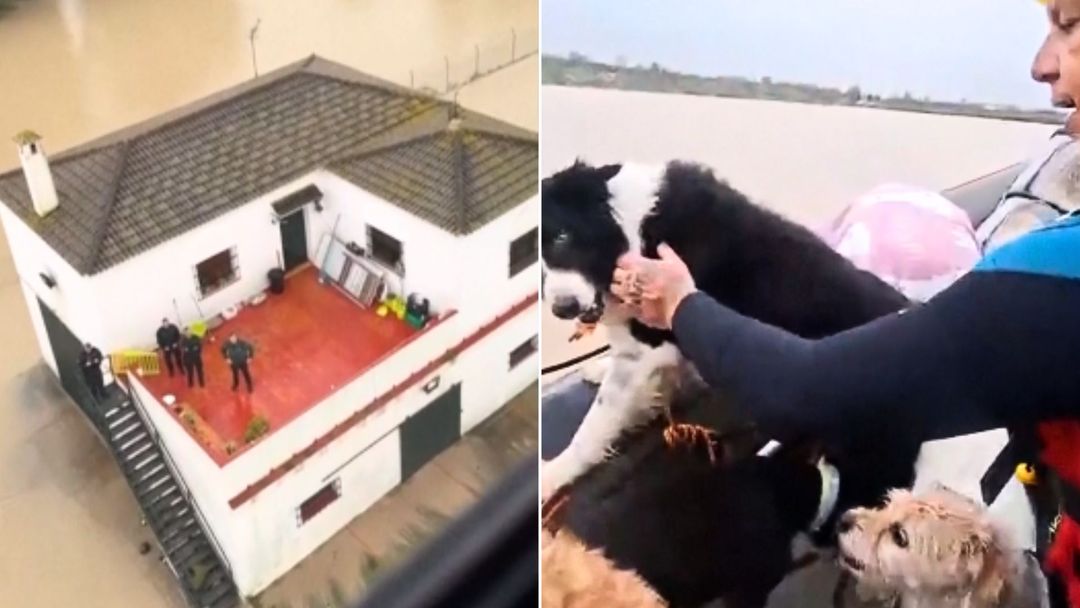 wiadomości,aktualności,WP Wiadomości Ulewy w Hiszpanii. Chwytające za serce nagrania z Andaluzji