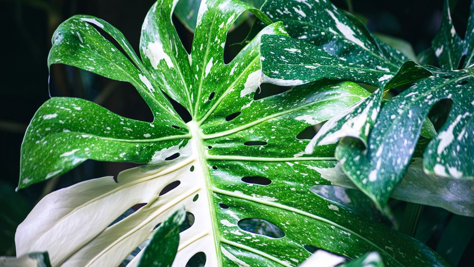 Full grown Monstera Thai constellation plant with variegated leaf
background, beautiful, botany, climbing, closeup, collection, color, colorful, environment, exotic, expensive, flora, floral, flower, flower pot, foliage, forest, fresh, freshness, full plant, fully grown, garden, green, growth, indoor, jungle, leaf, luxury, modern, monstera, monstera deliciosa, natural, nature, pattern, plant, rare, split leaf, spots, sprinkled, summer, swiss cheese, swiss cheese plant, texture, thai constellation, tree, tropical, trunk, urban jungle, variegated, white, flora, freshness, beautiful, swiss cheese plant, white, rare, climbing, floral, tree, collection, trunk, closeup, background, plant, spots, indoor, full plant, colorful, fully grown, color, jungle, garden, monstera, environment, foliage, thai constellation, leaf, monstera deliciosa, nature, natural, botany, forest, fresh, growth, variegated, luxury, swiss cheese, tropical, sprinkled, flower, expensive, flower pot, urban jungle, split leaf, texture, green, exotic, modern, summer