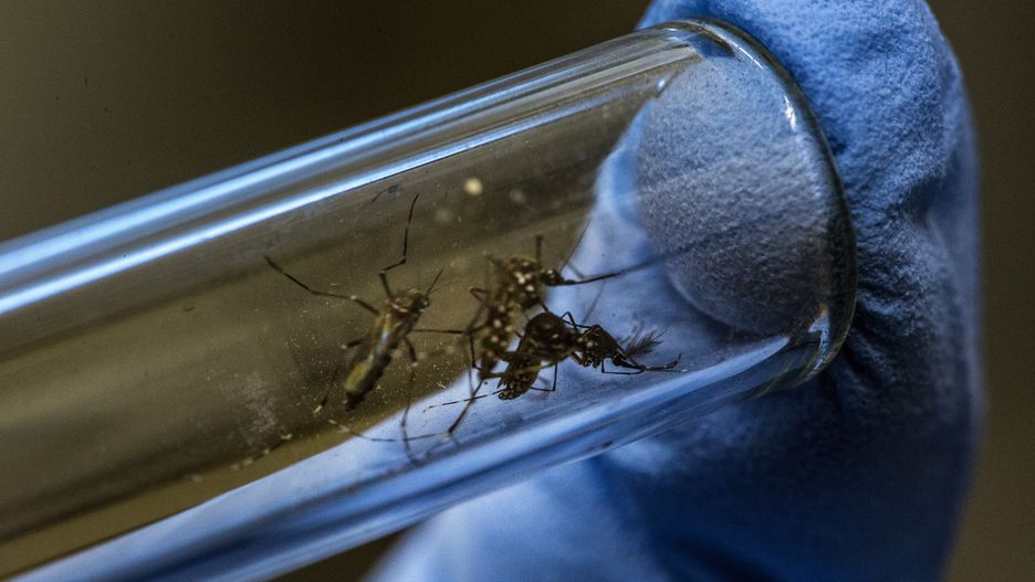 Komary Aedes aegypti przenoszą groźne wirusy