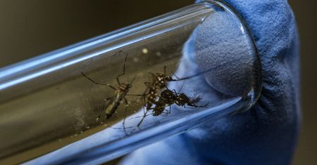 Wypuszczają miliony zakażonych komarów. Naukowcy mają jasno określony cel
