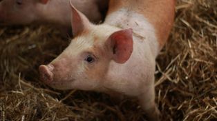 Złotówka różnicy, która zabija polską hodowlę