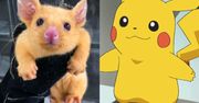 Pamiętasz Pokemony? Pikachu istnieje naprawdę i żyje w Australii