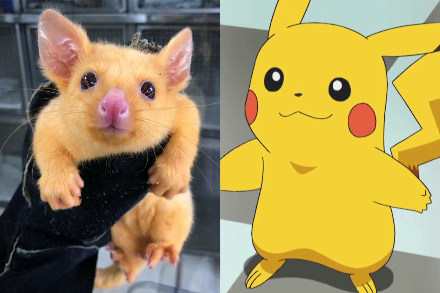 Pamiętasz Pokemony? Pikachu istnieje naprawdę i żyje w Australii 1