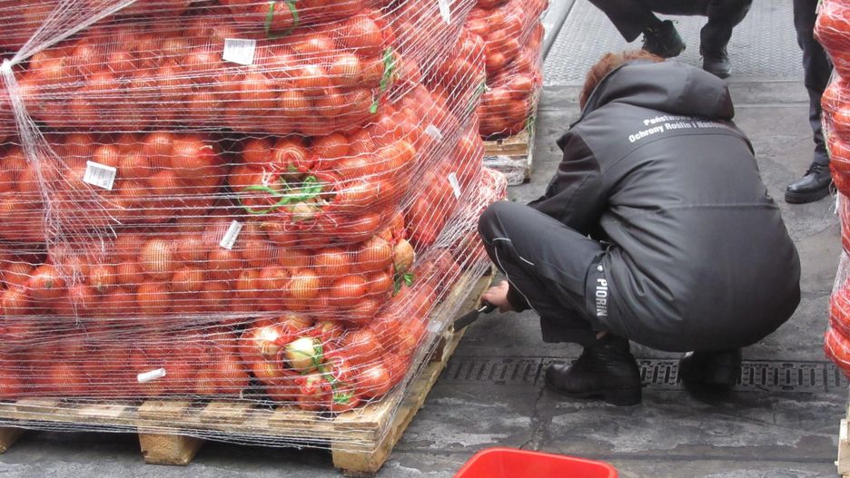 Zatrzymano cebulę z Rosji i Kazachstanu