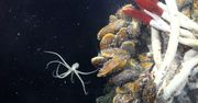 Zajrzeli pod dno oceanu. Znaleźli ekosystem pełen nieznanych stworzeń