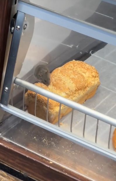 Mysz skusiła się na ciasto drożdżowe