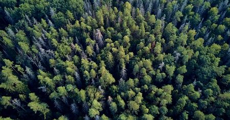 Białowieski Park Narodowy. Spotkanie z żubrem i lasem pierwotnym