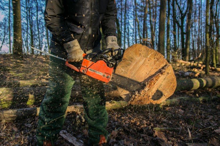 Zakaz wycinki lasów we Wrocławiu i okolicach