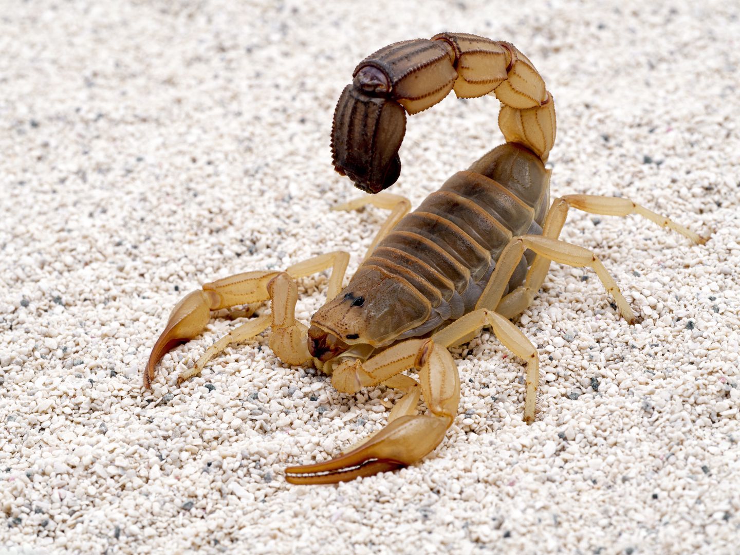 Skorpion rodzaju androctonus powszechnie występuje w Egipcie