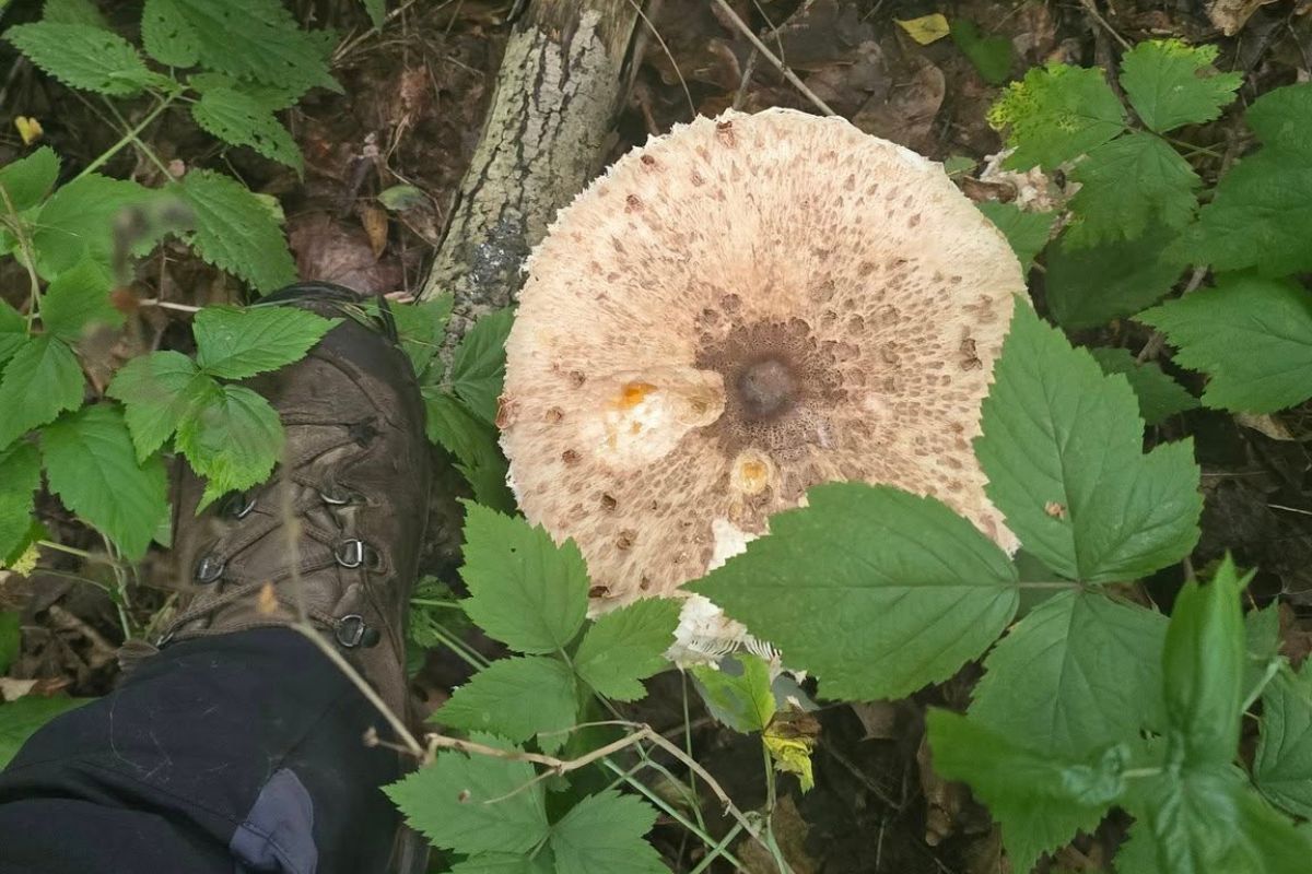 Lasy Państwowe ostrzegają. Niebezpiecznie podobne. Są chętnie zbierane