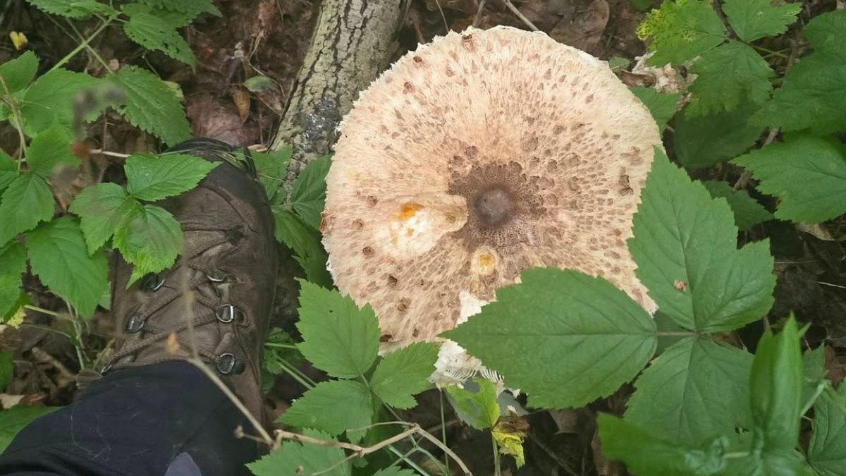 Lasy Państwowe: czubajka kania vs muchomor sromotnikowy