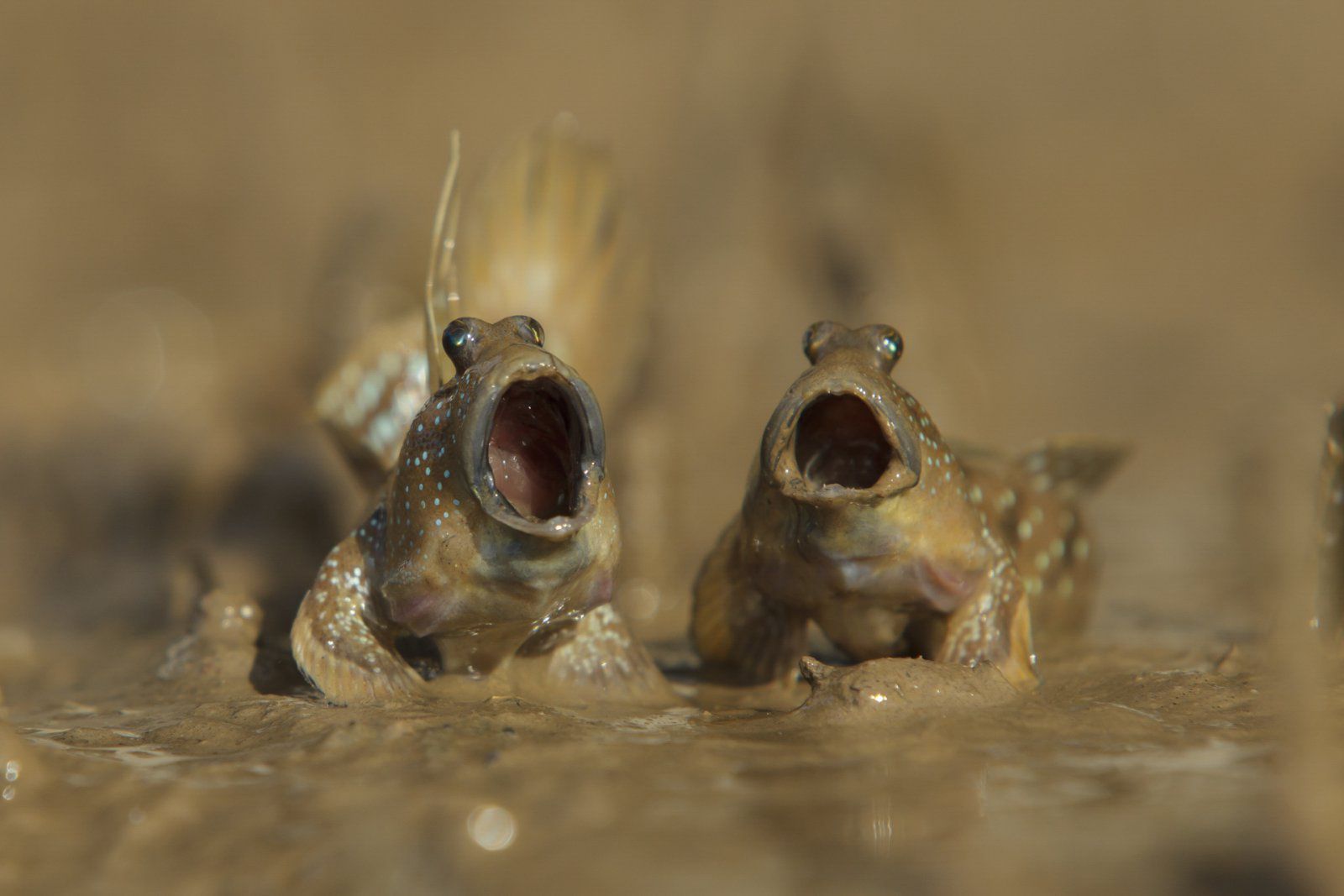 Znamy zwycięzców The Comedy Wildlife Photography Awards 2017. To najśmieszniejsze zdjęcia, jakie dzisiaj zobaczycie 15