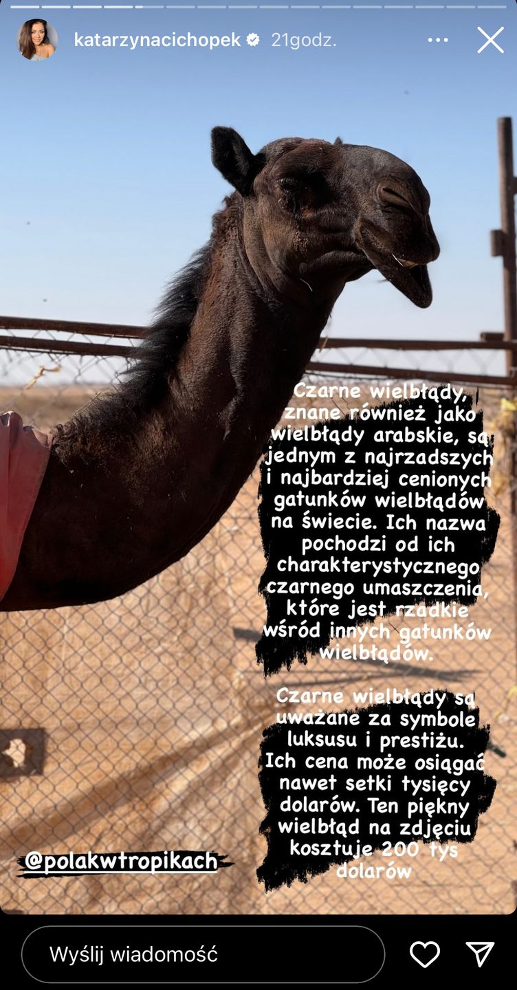 Czarne wielbłądy są bardzo rzadko spotykane