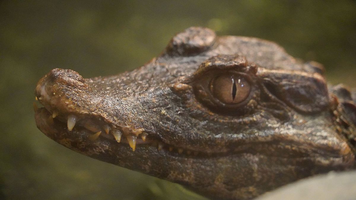 Wrocław. Uratowany kajman trafił do ZOO, ale długo nie zagrzeje tam miejsca